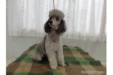 母親犬