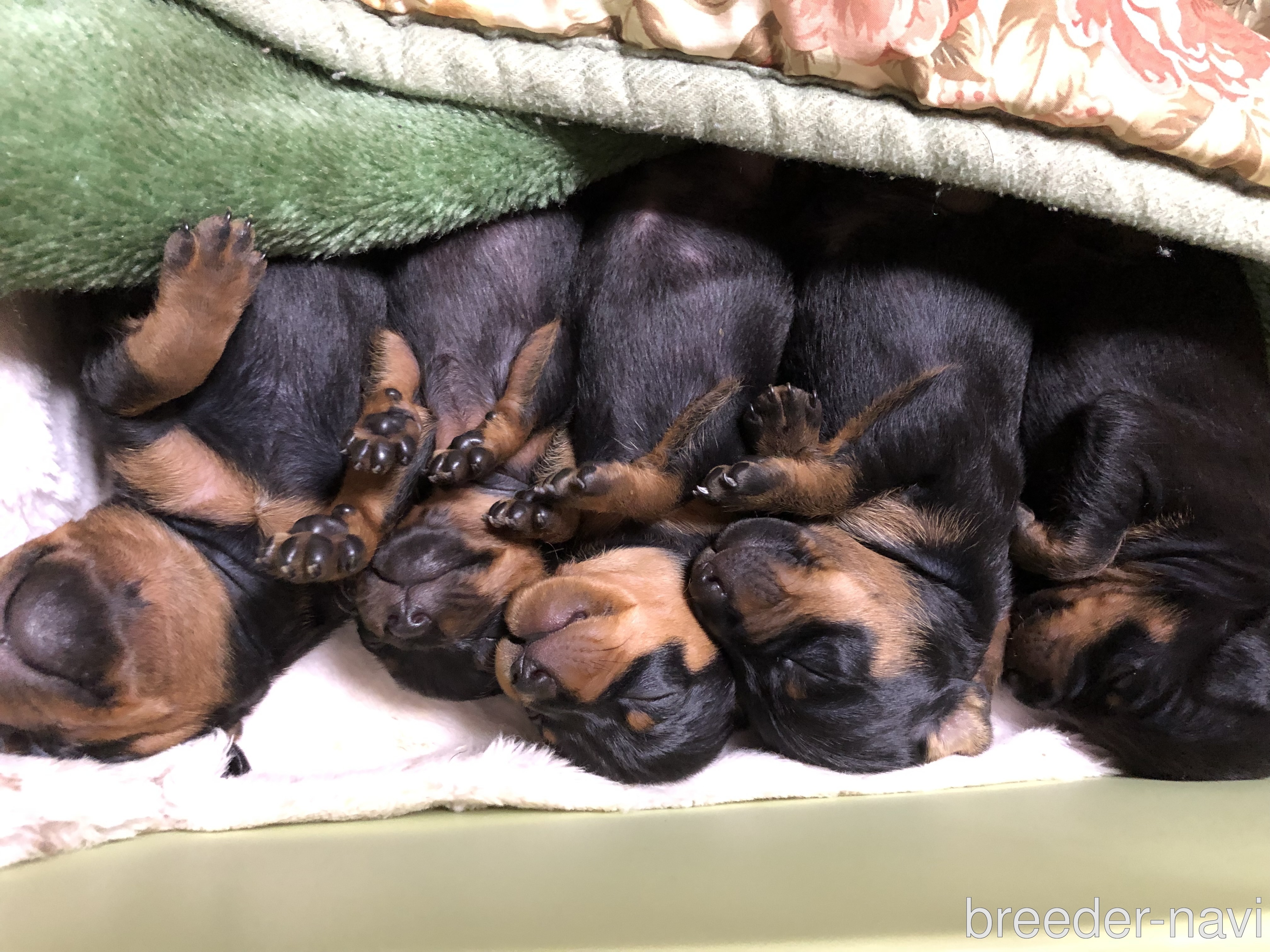 戸渡ブリーダー