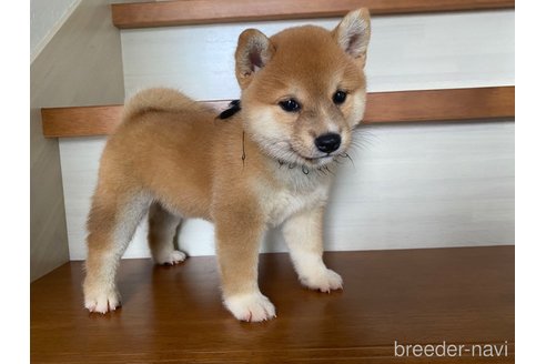 茨城県の豆柴｜男の子・2023/07/20生まれ・赤色（子犬ID：259429）｜ブリーダーナビ