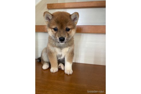 茨城県の豆柴｜男の子・2023/07/21生まれ・茶色（子犬ID：259433