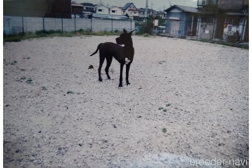 安居喜夫ブリーダーの詳細