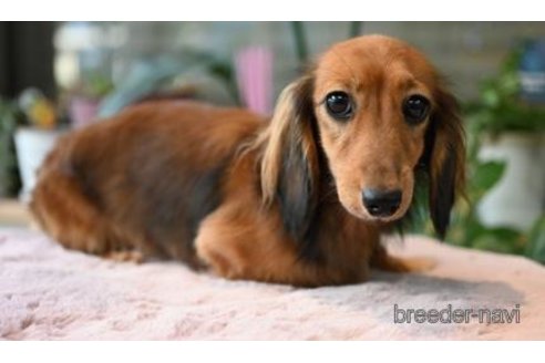 販売中のミニチュアダックスフンド(ロングヘアード)の親犬