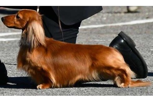 販売中のミニチュアダックスフンド(ロングヘアード)の親犬