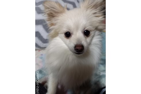 販売中のポメラニアンの親犬