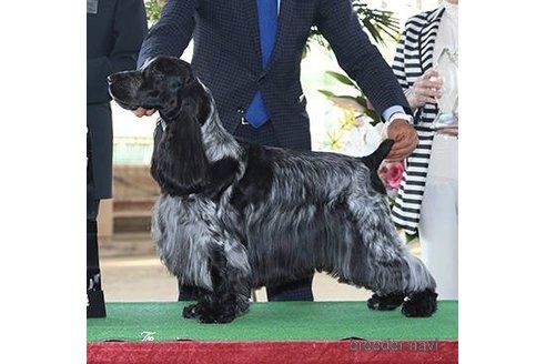 長谷川康生ブリーダーの詳細の1枚目