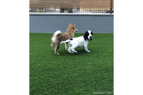 長谷川康生ブリーダーの詳細