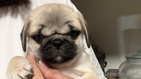 中部でペキパグ:ペキニーズ×パグの子犬を探す(4ページ目 中部でペキパグ:ペキニーズ×パグの子犬を探す(4ページ目