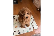 ヨンヨンの写真7枚目