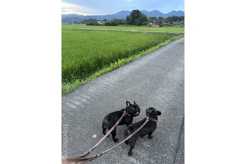 白川亜矢ブリーダーの詳細