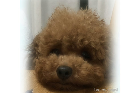 古波蔵昌代ブリーダーの詳細の1枚目