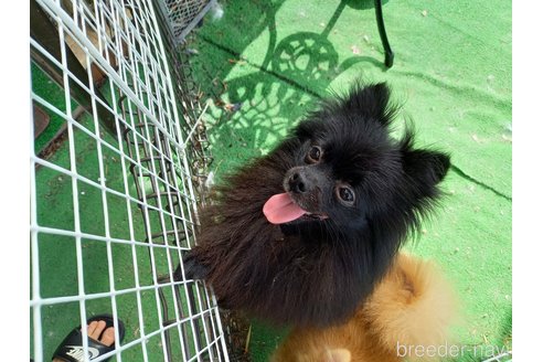 販売中のポメラニアンの親犬