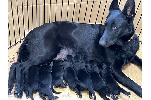 菅原恭子ブリーダーの詳細の1枚目