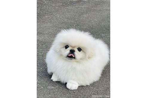 宮原由美子ブリーダーの詳細