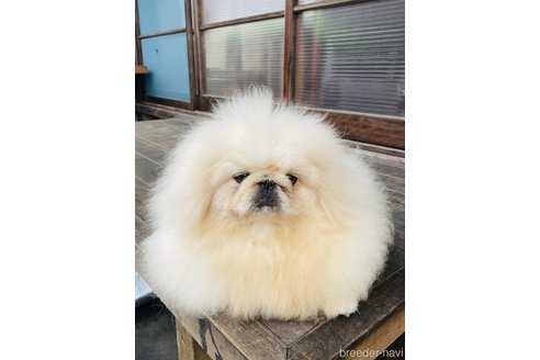 宮原由美子ブリーダーの詳細