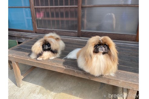 宮原由美子ブリーダーの詳細