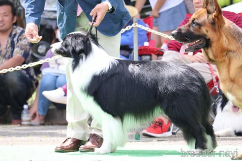 山本直登ブリーダーの詳細