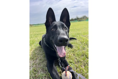 関東でジャーマンシェパードドッグの子犬を探す（4ページ目