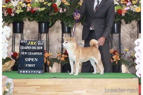 石田貢ブリーダーの詳細の1枚目