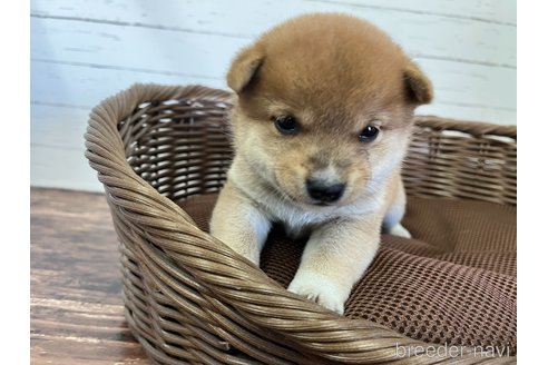 大分県の豆柴｜男の子・2023/09/21生まれ・赤色（子犬ID：272427
