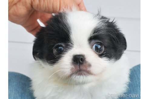 茨城県のミックス犬｜女の子・2023/09/07生まれ・白黒（子犬ID