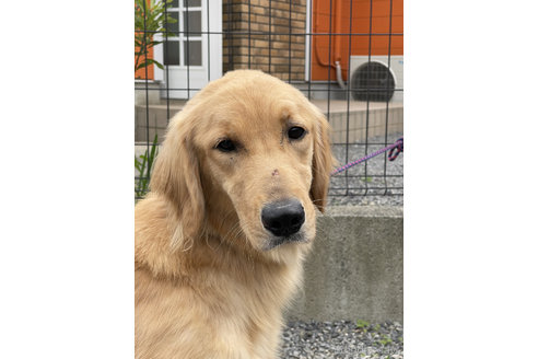 販売中のゴールデンレトリーバーの親犬