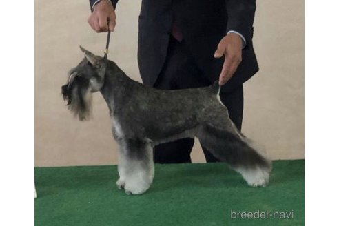 販売中のミニチュアシュナウザーの親犬