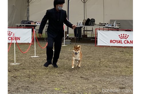 木村翔太ブリーダーの詳細の1枚目