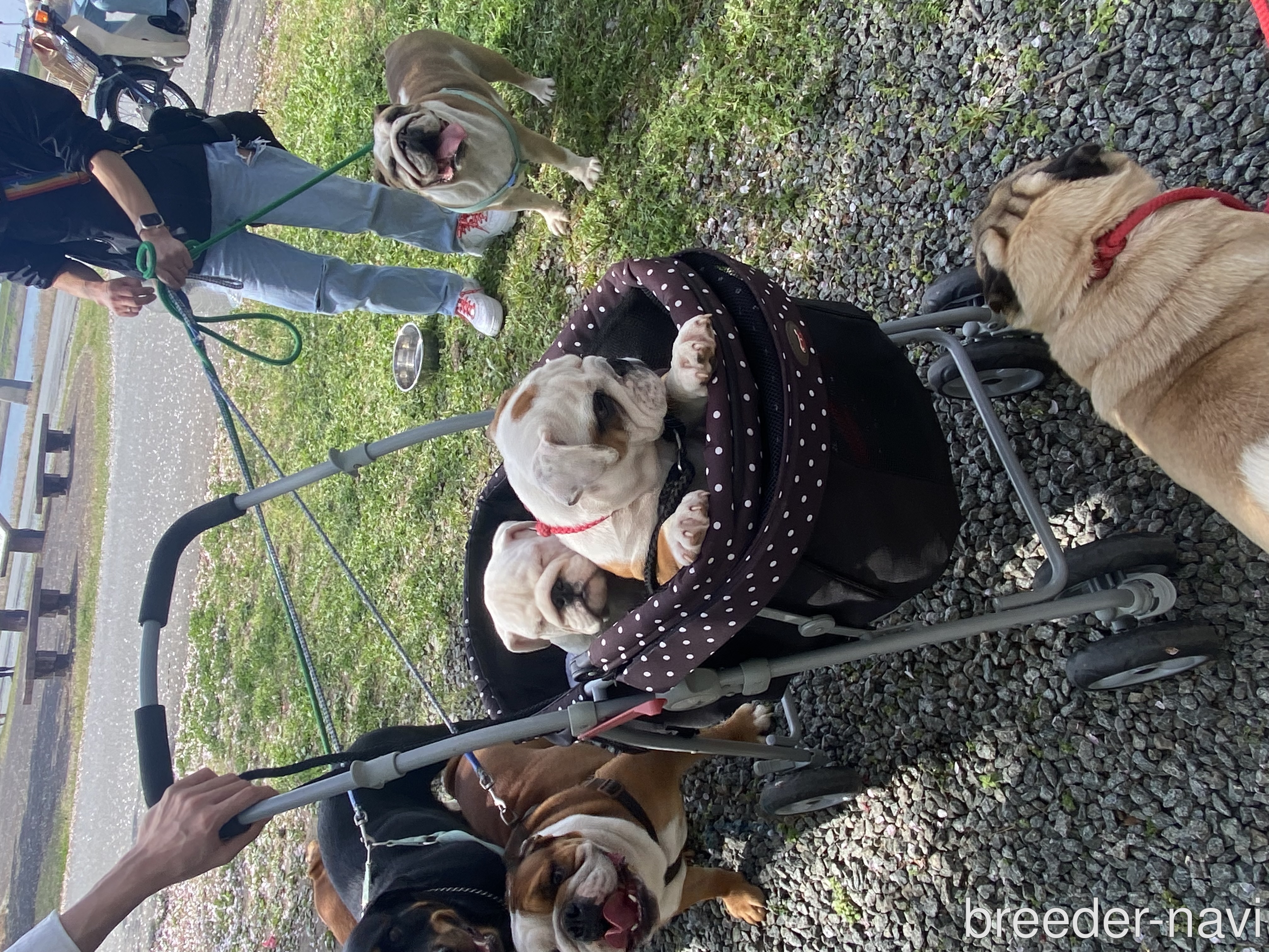 大木ブリーダー