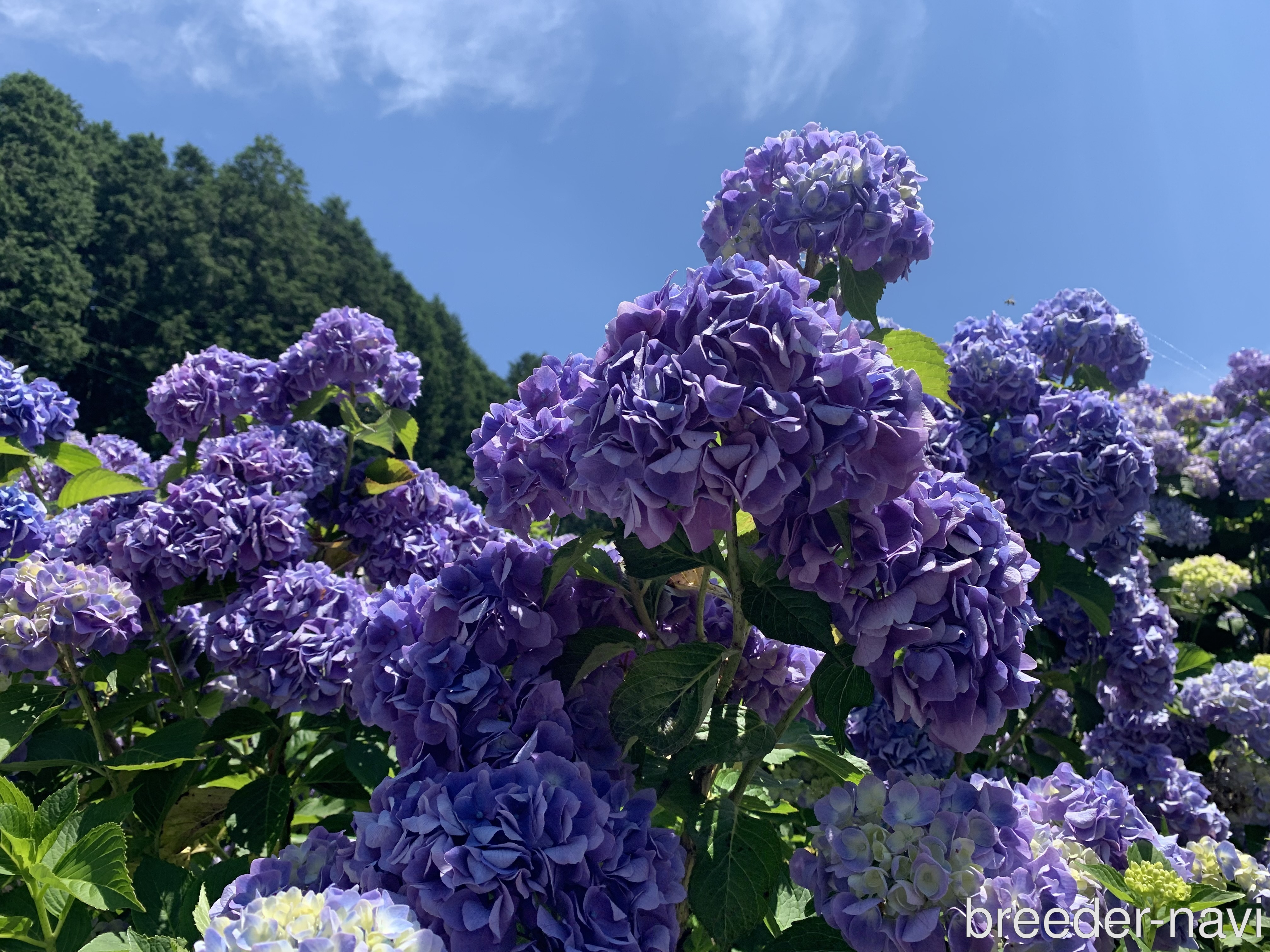 曽木アルマンド　一尊