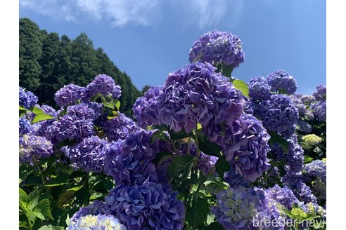 曽木アルマンド　一尊ブリーダーの詳細の1枚目