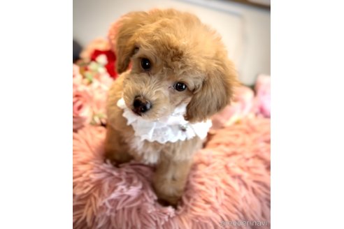 ティーカッププードルの子犬を探す｜ブリーダーナビ