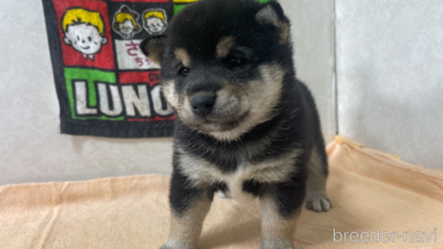 無料発送 群馬県の柴犬｜女の子・2023/09/26生まれ・黒色（子犬ID：274258 その他