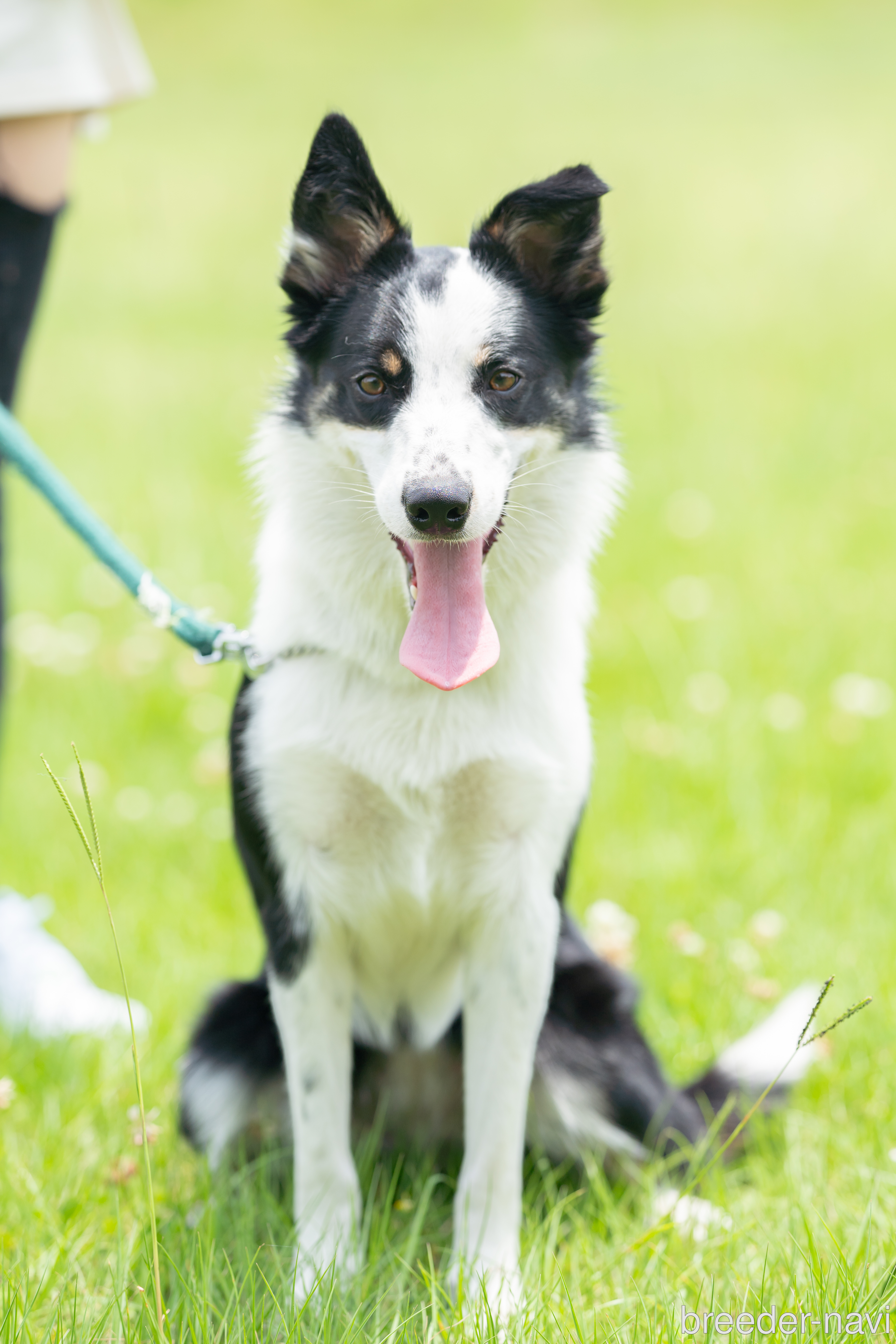 西本ブリーダー