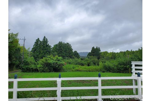 後藤流布ブリーダーの詳細