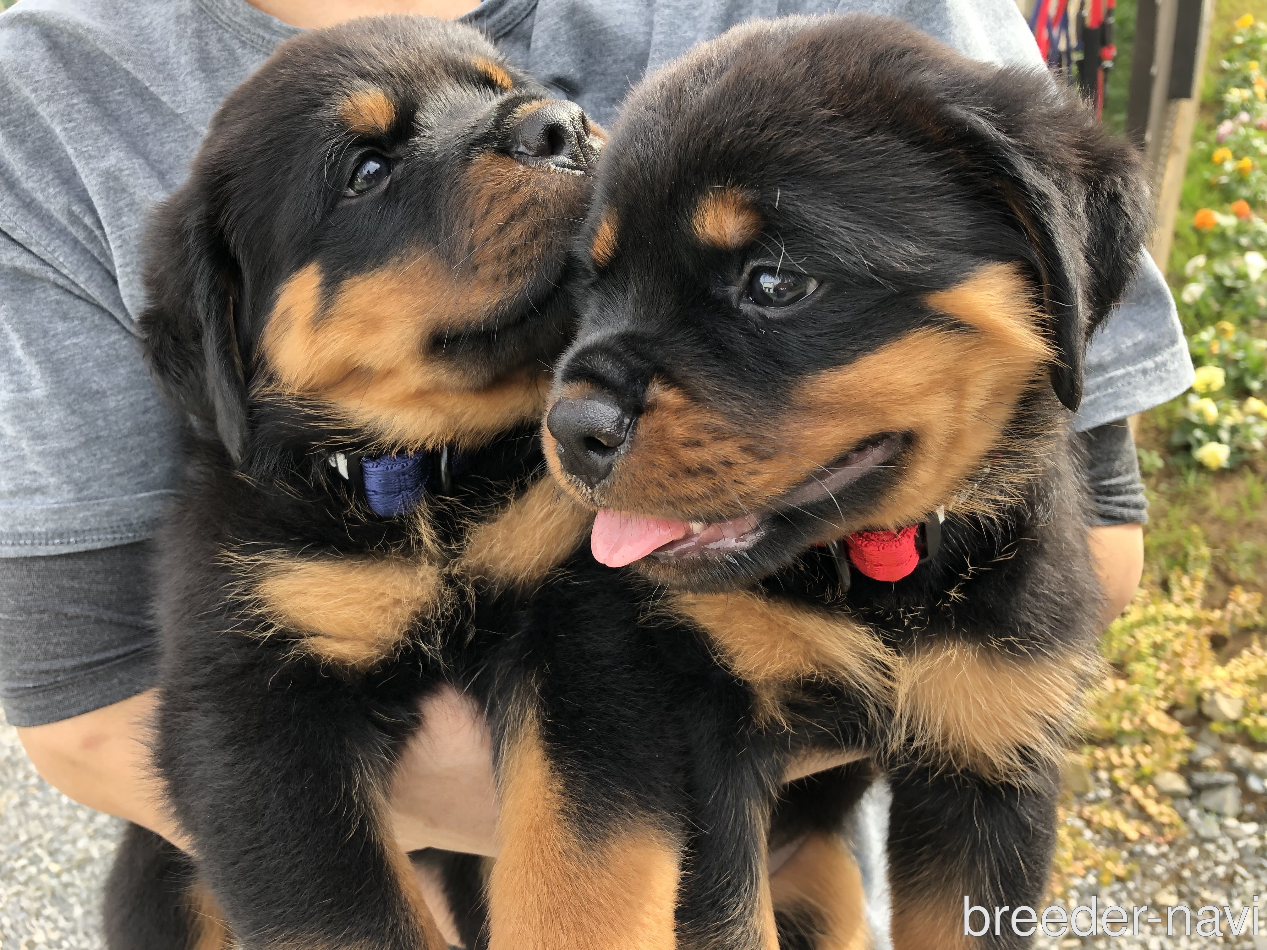 ジャヤウィーラ 寿江