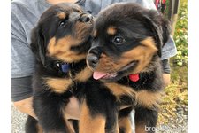 ジャヤウィーラ 寿江