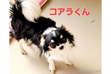 父親犬