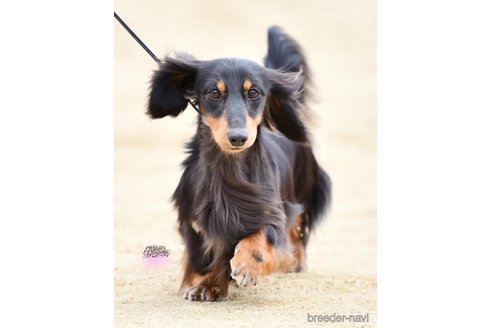 販売中のミニチュアダックスフンド(ロングヘアード)の親犬