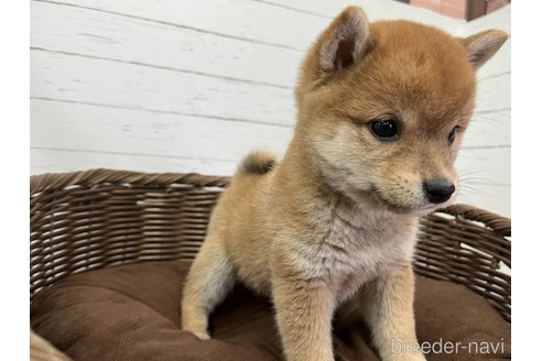 大分県の豆柴｜男の子・2023/10/05生まれ・赤色（子犬ID：275614