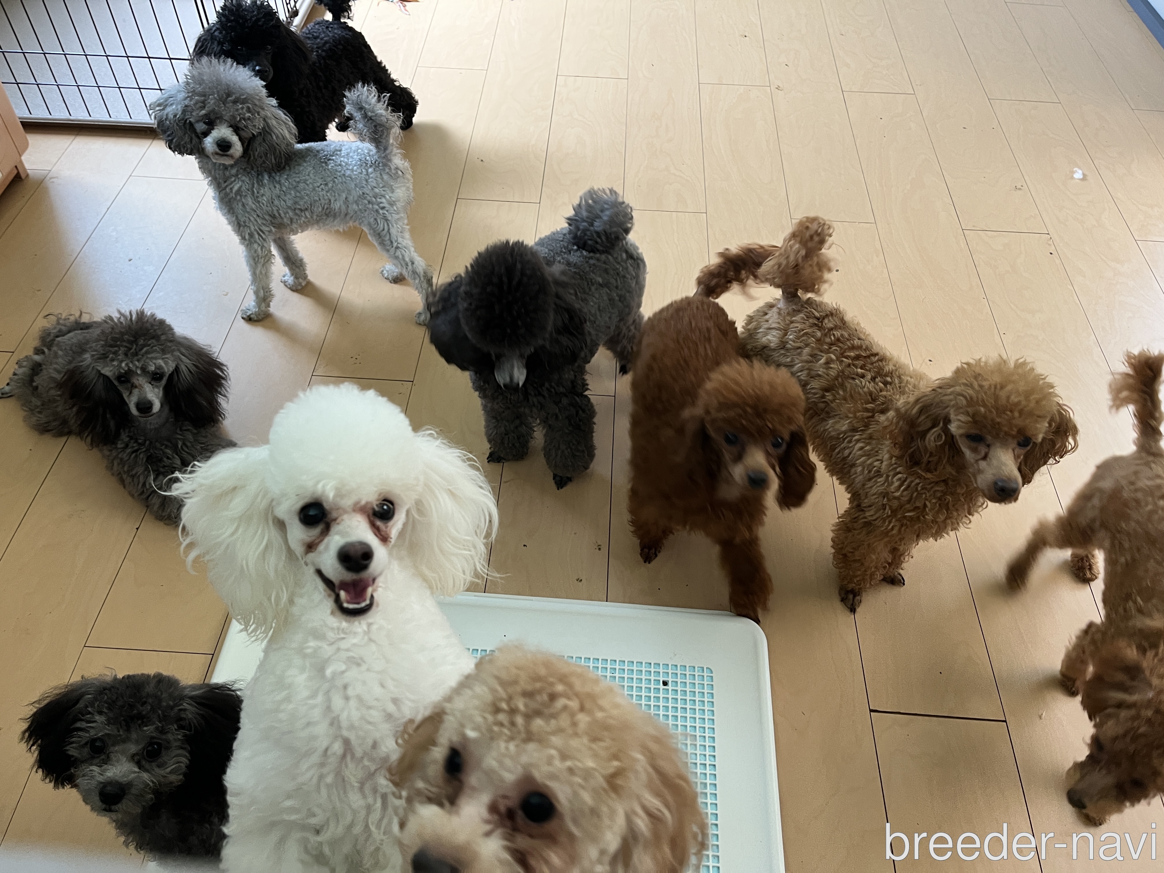 寺崎ブリーダー