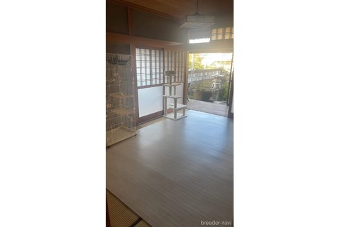NGUYENTUNG NGHIAブリーダーの詳細