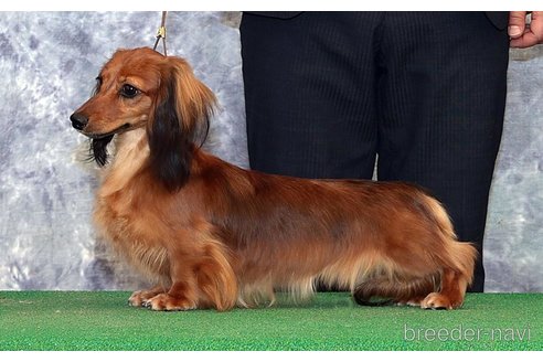 販売中のカニンヘンダックスフンド(ロングヘアード)の親犬