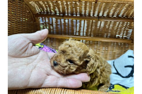 渡邊幸子ブリーダーの詳細の1枚目