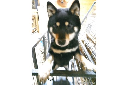 販売中の柴犬の親犬