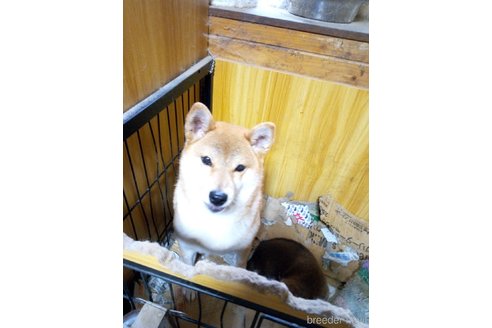販売中の柴犬の親犬