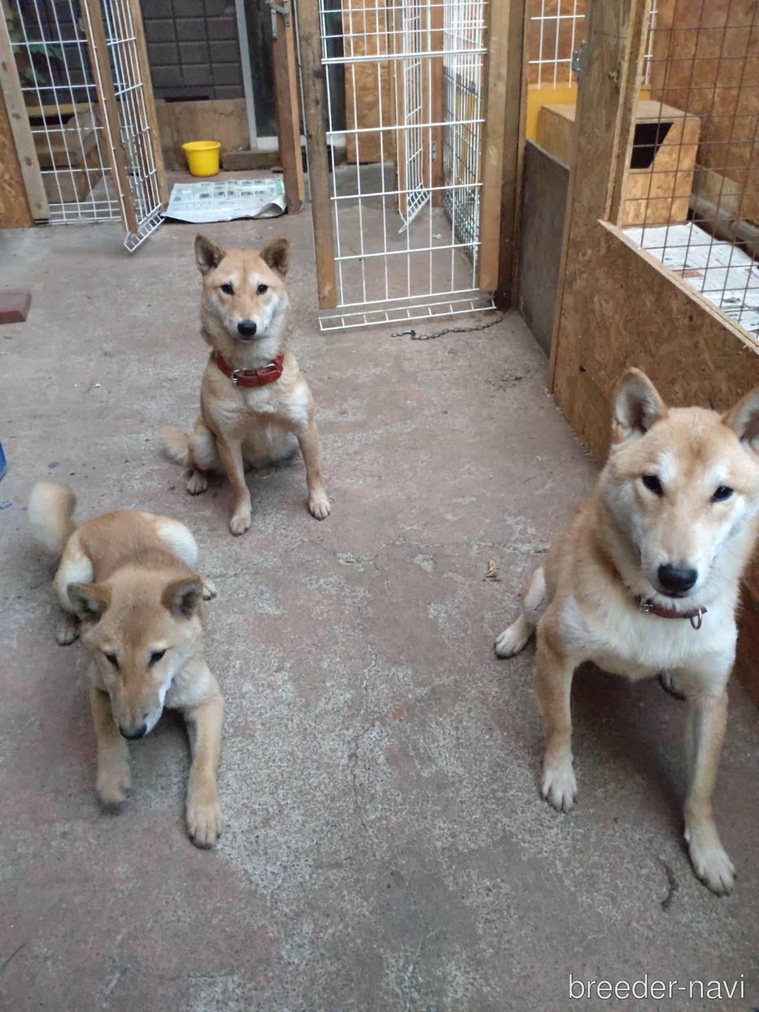 菅原ブリーダー