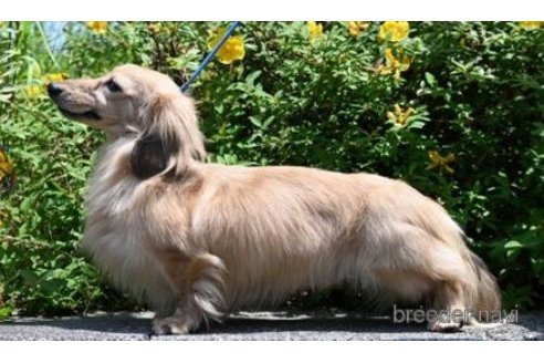 販売中のミニチュアダックスフンド(ロングヘアード)の親犬