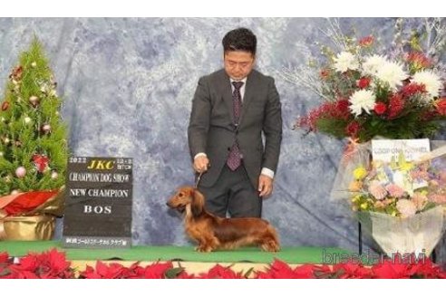 販売中のミニチュアダックスフンド(ロングヘアード)の親犬