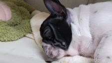 ♀︎フレンチブルドッグ