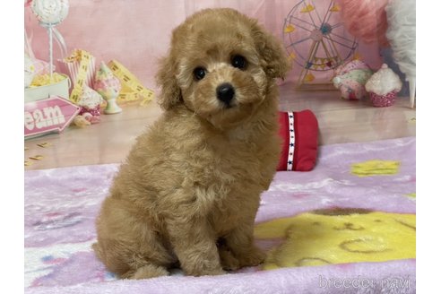 荘美和子ブリーダーの詳細